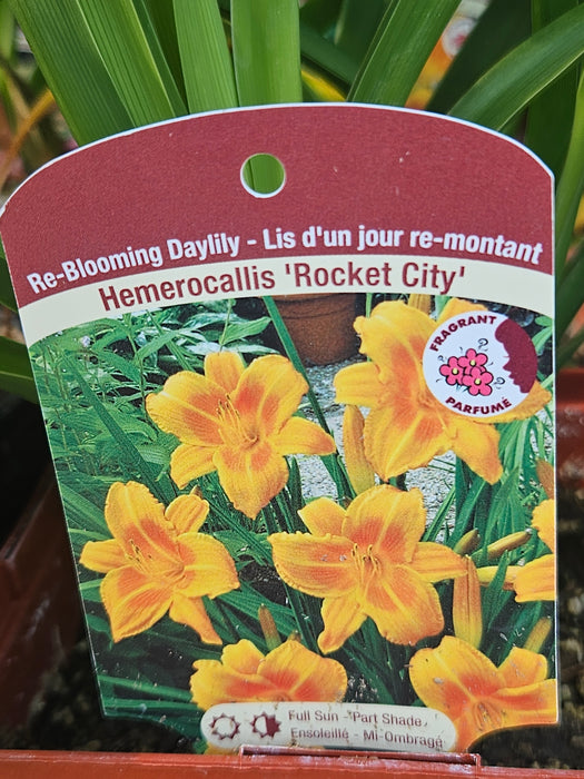 Hemerocallis Rocket City 15cm Daylily
