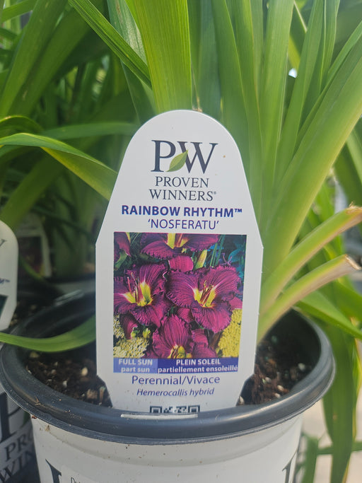 Hemerocallis Nosferatu 17cm Daylily