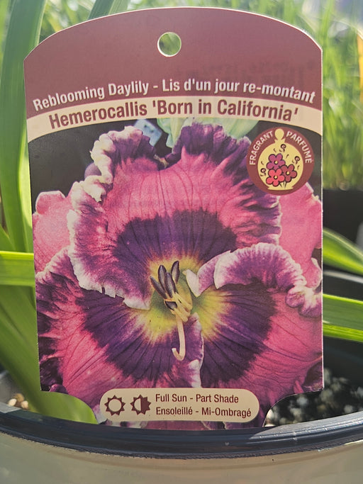 Hemerocallis Born in California 15cm Daylily