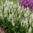Salvia PW Snow Kiss #2