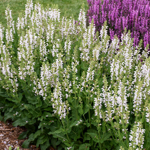 Salvia PW Snow Kiss #2
