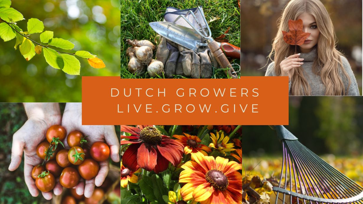 Dutch Growers — Dutch Growers Regina