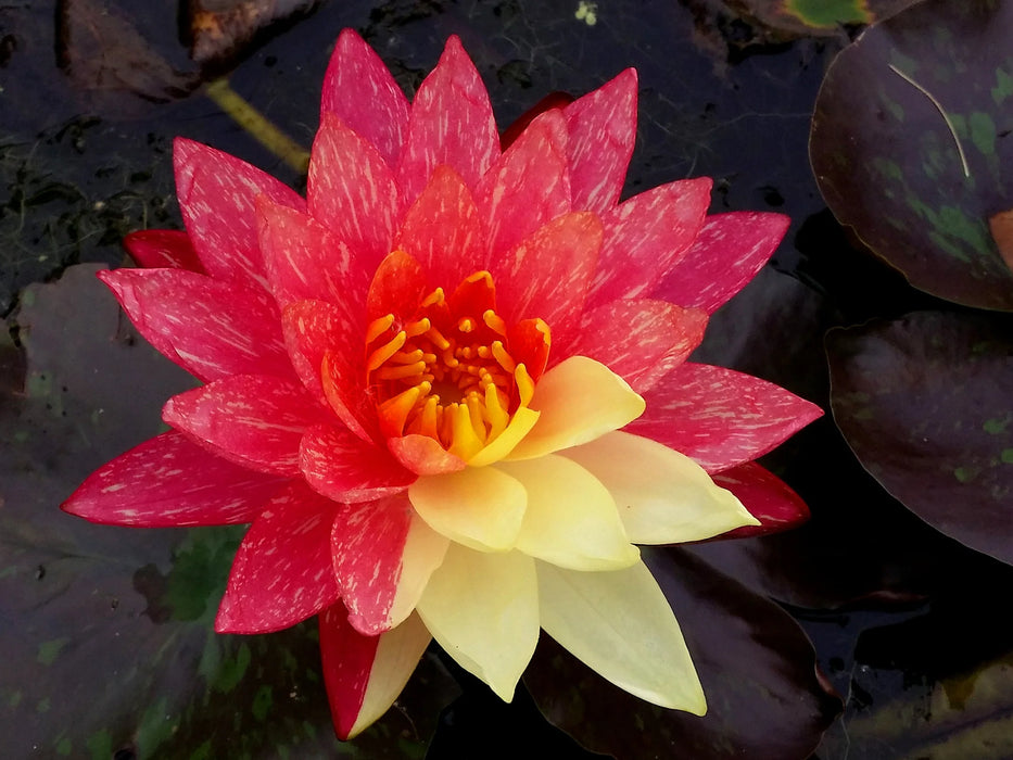 Water Lily Nymphaea Wanvisa 5"