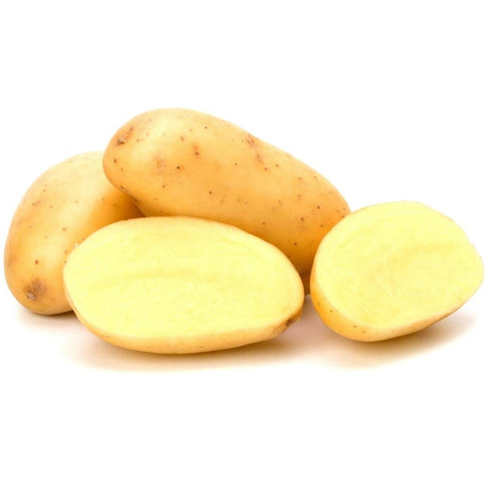 Seed Potato - Kennebec 10 lb White