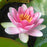 Water Lily Nymphaea Pink 5"