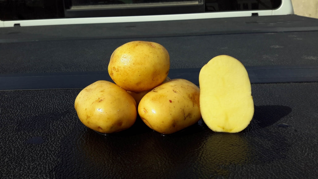 Seed Potato - Yukon Gold 10 lb Yellow