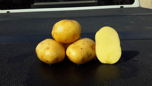 Seed Potato - Yukon Gold 10 lb Yellow