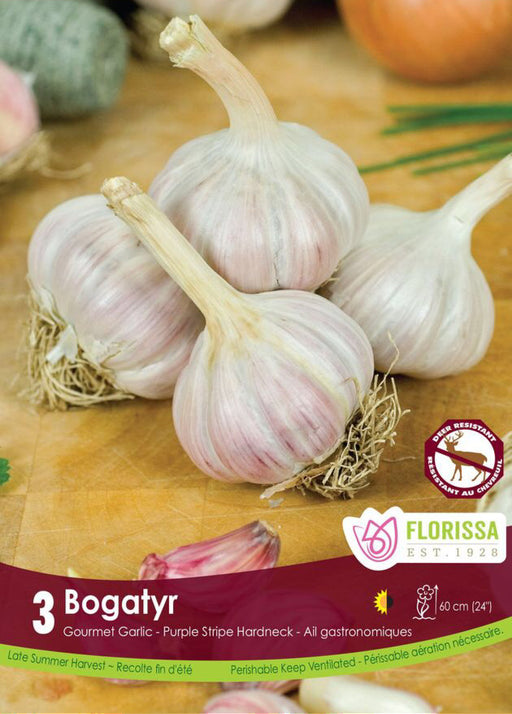 Garlic - Bogatyr