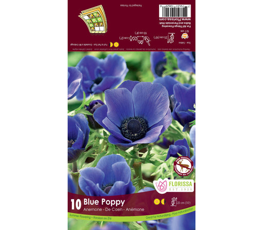 Anemone De Caen - Blue - 10 Pack