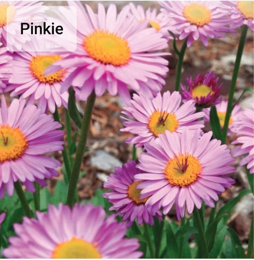 Aster - Seed packets