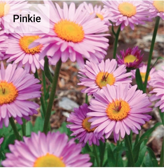 Aster - Seed packets