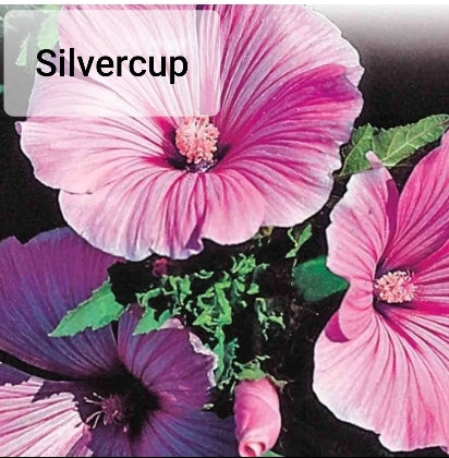 Lavatera - Seed Packet