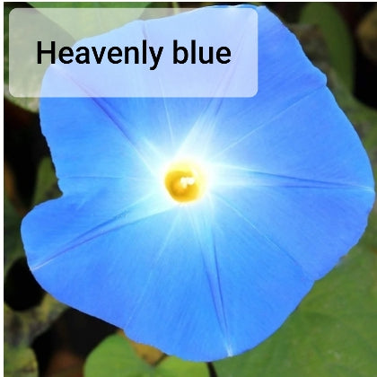 Morning Glory - Seed Packet