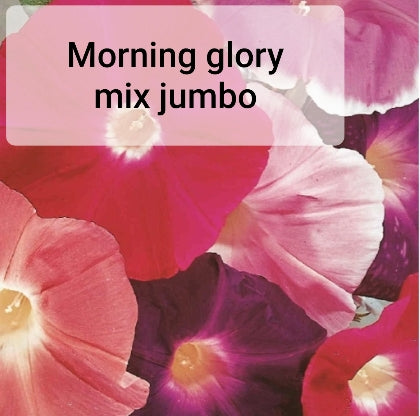 Morning Glory - Seed Packet
