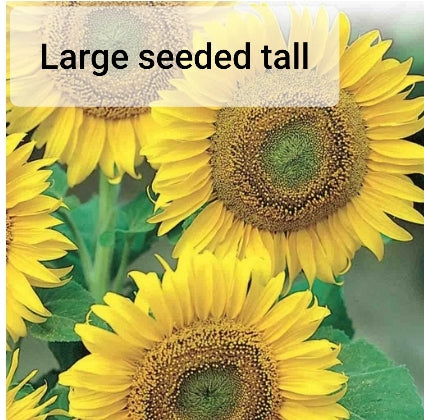 Sunflower - Seed Packet