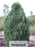 Cedar Trees - Thuja occidentalis