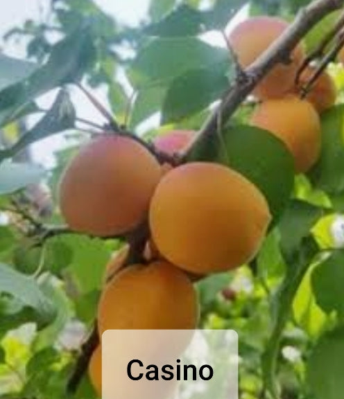 Apricot Trees - Prunus