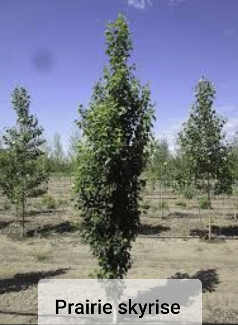 Aspen Trees - Populus tremuloides