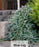 Junipers - Juniperus