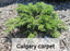 Junipers - Juniperus