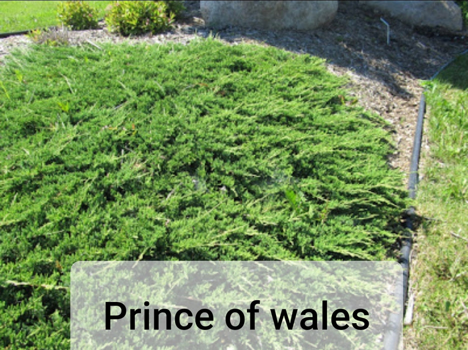 Junipers - Juniperus