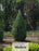 Junipers - Juniperus