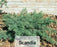 Junipers - Juniperus