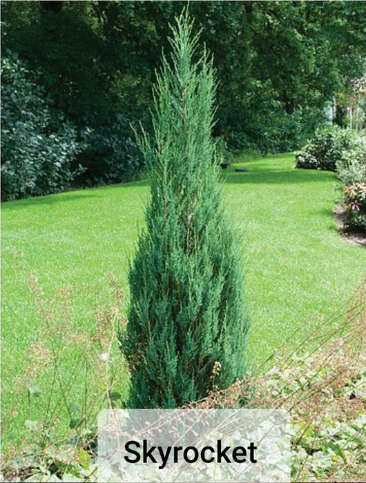 Junipers - Juniperus