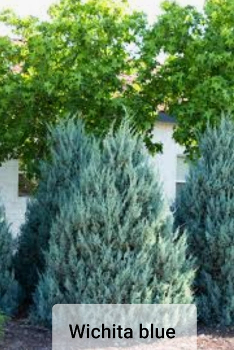 Junipers - Juniperus