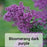 Lilacs - Syringa