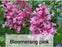 Lilacs - Syringa