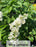 Lilacs - Syringa