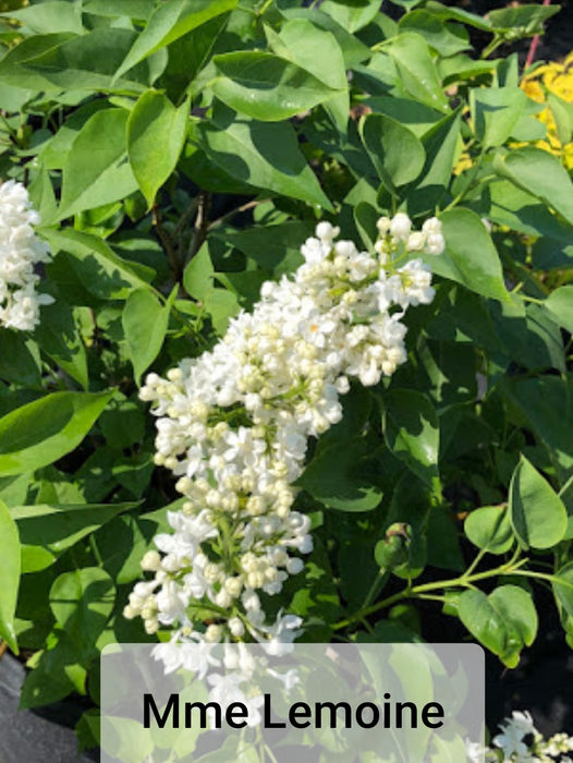Lilacs - Syringa
