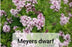 Lilacs - Syringa