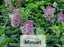 Lilacs - Syringa