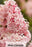 Lilacs - Syringa