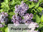 Lilacs - Syringa