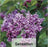 Lilacs - Syringa