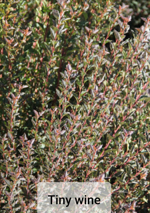 Ninebarks - Physocarpus