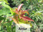 Maple Trees - Acer