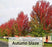 Maple Trees - Acer