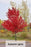 Maple Trees - Acer