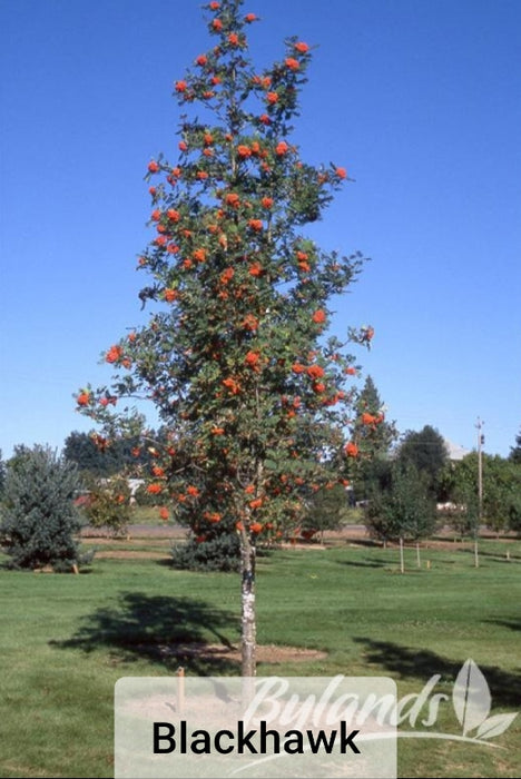 Mountain Ash Trees - Sorbus