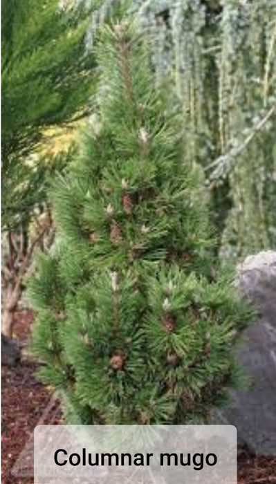 Pines - Pinus