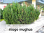 Pines - Pinus