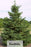 Spruce trees - Picea