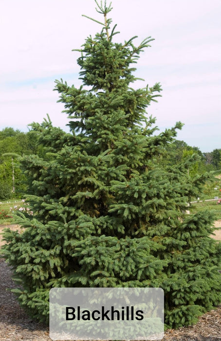 Spruce trees - Picea