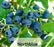 Blueberry Shrubs - Vaccinium