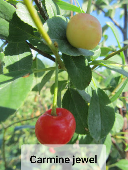 Sour Cherry - Prunus