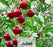 Sour Cherry - Prunus